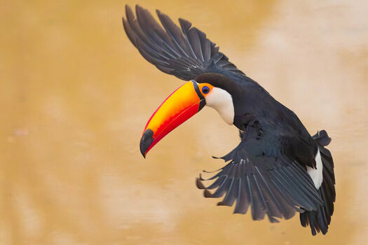 2024-09-13 030 Toco Toucan in Flight.jpg
