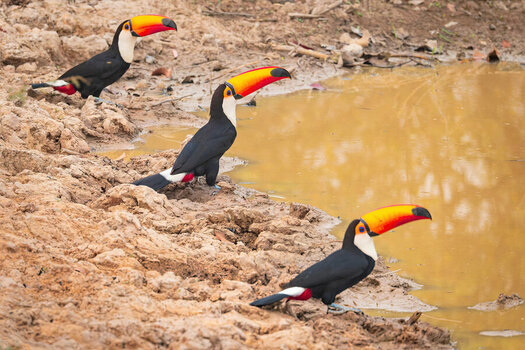 2024-09-13 028 Toco Toucans.jpg