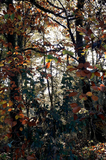 DSC_10977.jpg