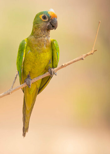 2024-09-13 079 Peach-fronted Parakeet.jpg