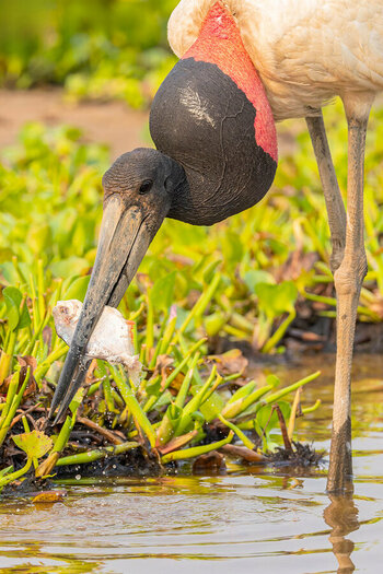 2024-09-13 085 Jabiru with Fish.jpg