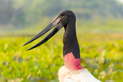 2024-09-13 106 Jabiru.jpg