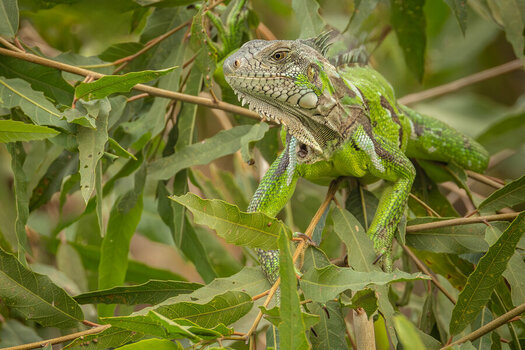 2024-09-14 47 Green Iguana.jpg
