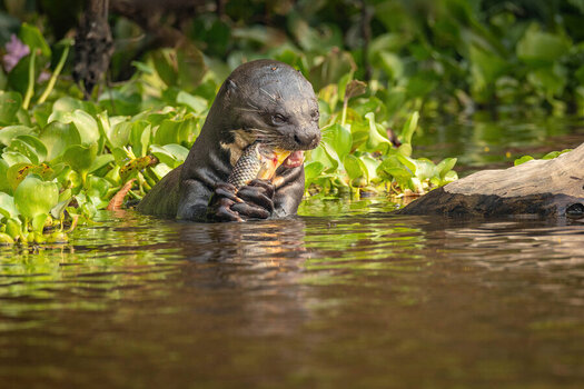 2024-09-14 70 Giant Otter with Fish.jpg