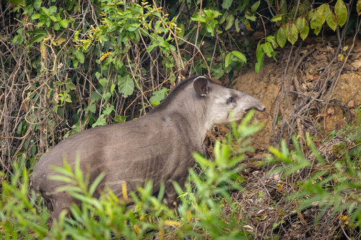 2024-09-13 134 Tapir.jpg