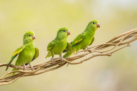 2024-09-15 044 Yellow-chevroned Parakeets.jpg
