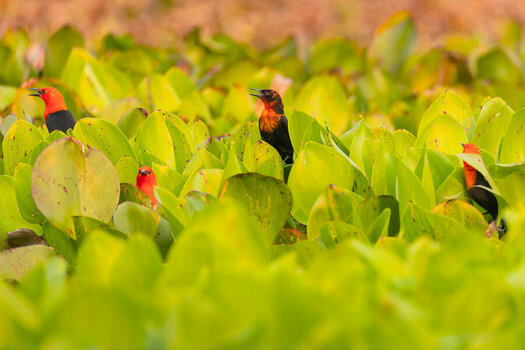2024-09-13 115 Scarlet-headed Blackbirds.jpg