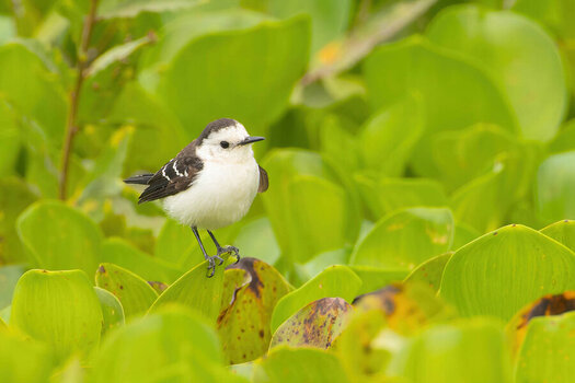 2024-09-15 032 Black-backed Water Tyrant.jpg