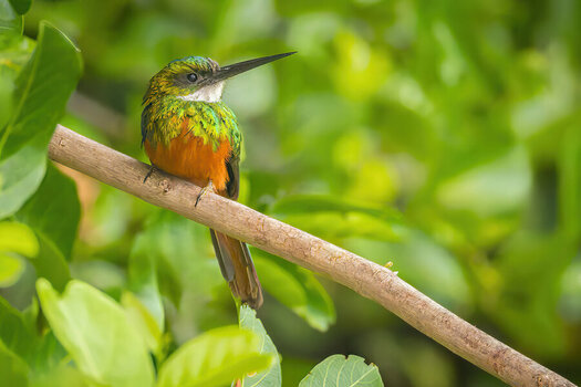 2024-09-15 001 Rufous-tailed Jacamar.jpg