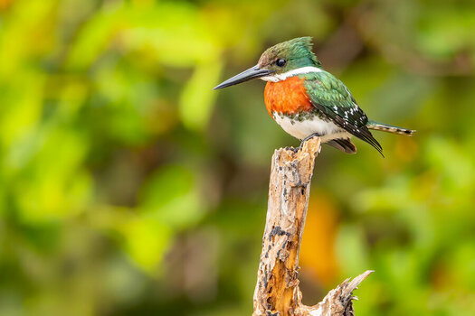 2024-09-15 021 Green Kingfisher.jpg