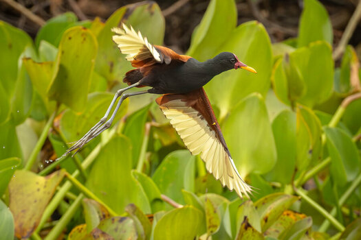 2024-09-15 034 Wattled Jacana in Flight.jpg