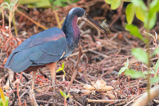 2024-09-13 139 Agami Heron with Fish.jpg