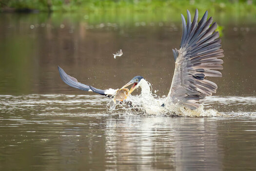 2024-09-15 013 Cocoi Heron with Fish.jpg