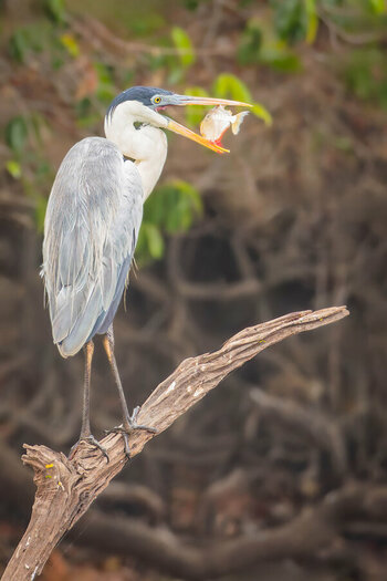 2024-09-15 016 Cocoi Heron with Fish.jpg