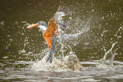 2024-09-15 027 Amazon Kingfisher in Flight with Fish.jpg