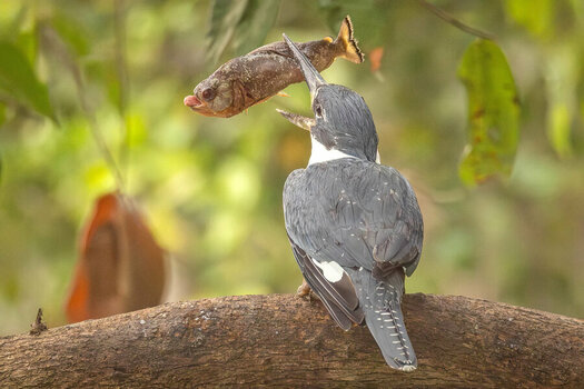 2024-09-15 031 Amazon Kingfisher with Fish.jpg