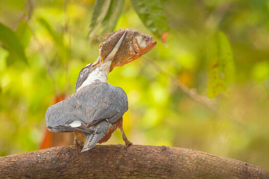 2024-09-15 030 Amazon Kingfisher with Fish.jpg