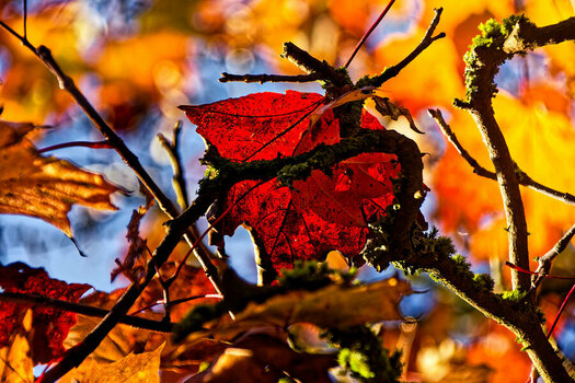 DSC_1467.jpg