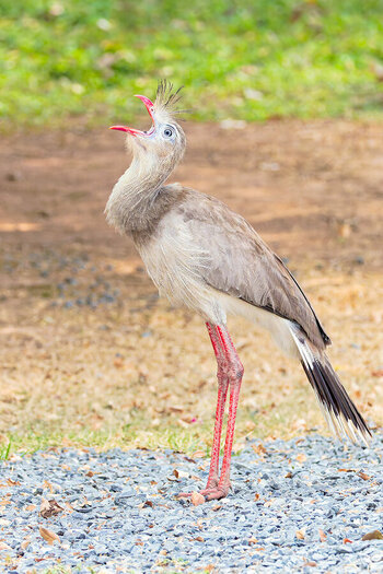 2024-09-18 24 Red-legged Seriema.jpg