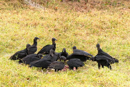 2024-09-16 007 Black Vultures.jpg