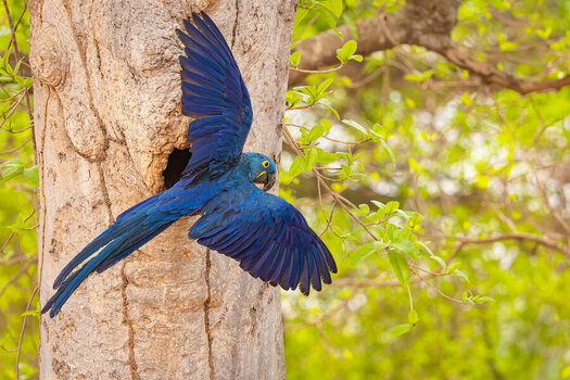2024-09-16 011 Hyazinth Macaw.jpg