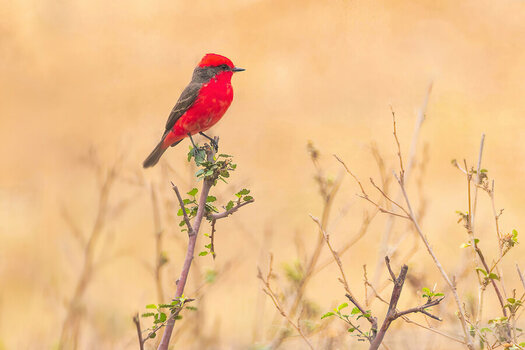 2024-09-16 023 Vermilion Flycatcher.jpg