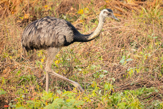 2024-09-15 048 Greater Rhea.jpg