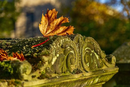 20241103-Herbst_Magnifriedhof_005 Kopie.jpg
