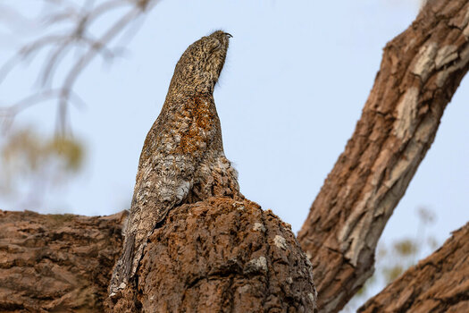 2024-09-17 35 Common Potoo.jpg