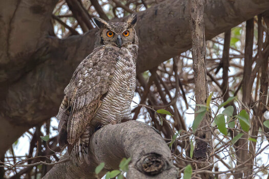 2024-09-17 004 Great Horned Owl.jpg