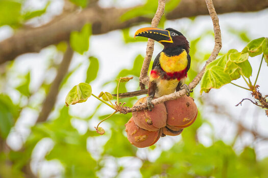2024-09-16 021 Chestnut-eared Aracari.jpg