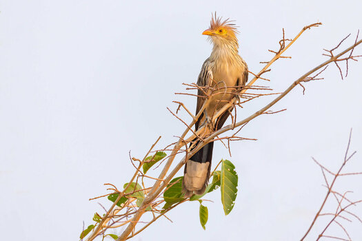 2024-09-17 36 Guira Cuckoo.jpg