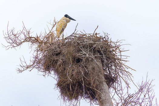 2024-09-16 046 Jabiru Nest.jpg