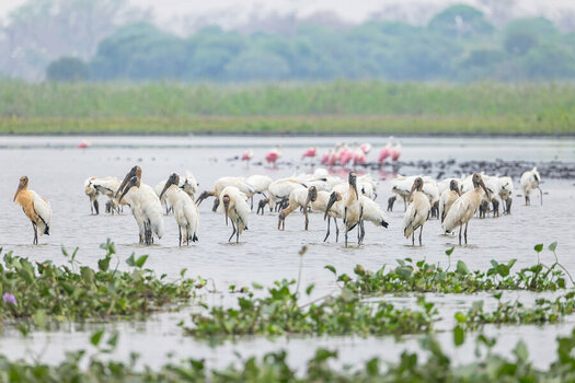 2024-09-16 031 Shorebirds.jpg