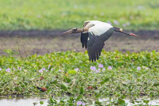 2024-09-16 036 Wood Stork in Flight.jpg