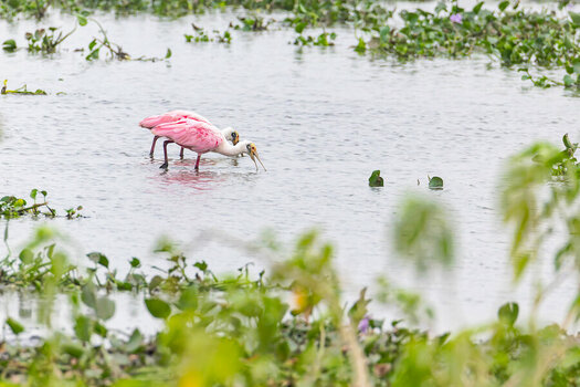 2024-09-16 030 Roseate Spoonbills.jpg