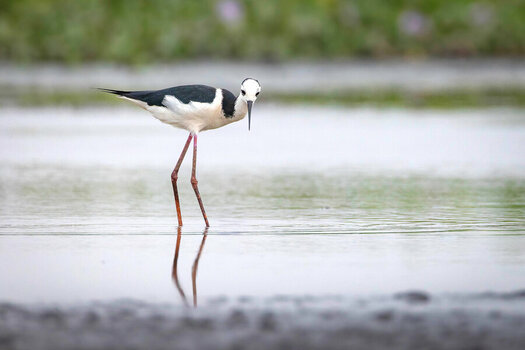 2024-09-16 042 Black-necked Stilt.jpg