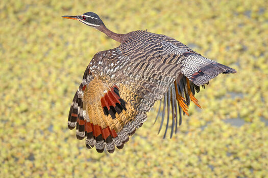 2024-09-18 15 Sunbittern in Flight.jpg