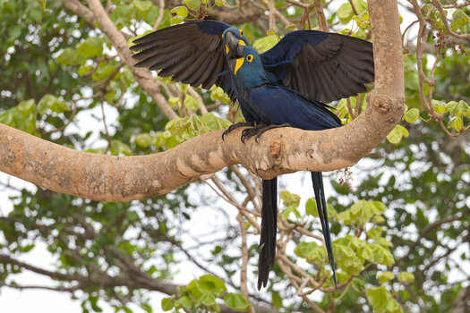 2024-09-16 022 Hyazinth Macaws.jpg