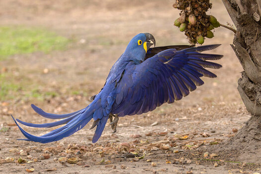 2024-09-18 36 Hyacinth Macaw in Flight.jpg