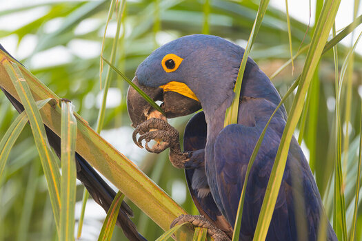2024-09-18 25 Hyacinth Macaw.jpg