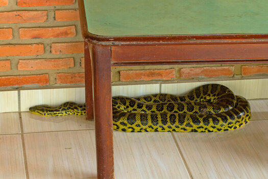 2024-09-21 042 Yellow Anaconda.jpg