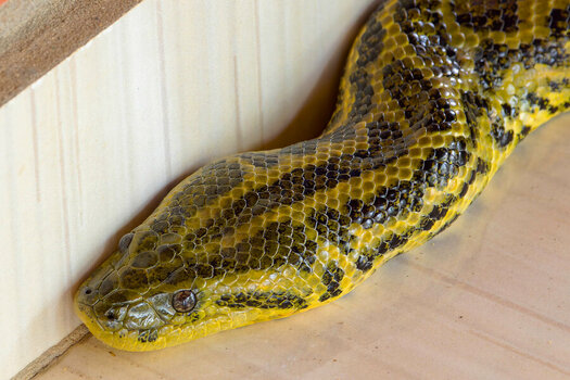 2024-09-21 043 Yellow Anaconda.jpg