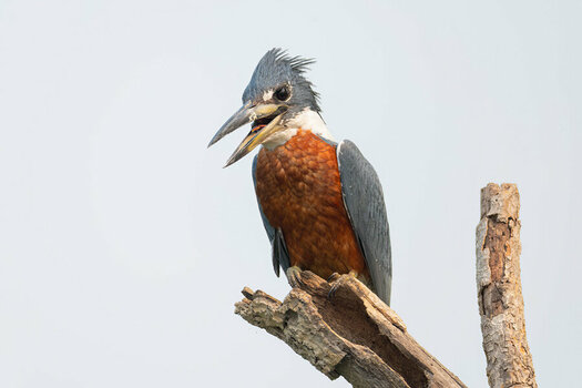2024-09-19 044 Ringed Kingfisher.jpg
