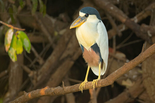 2024-09-19 045 Juvenile Boat-billed Heron.jpg
