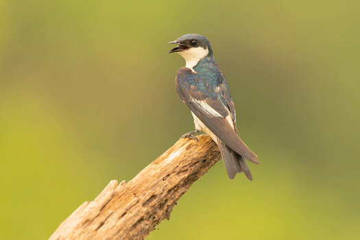 2024-09-19 055 White-winged Swallow.jpg