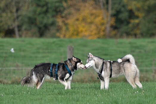 Huskytreff Melle 201024-137.jpg