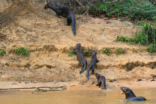 2024-09-20 086 Giant Otters.jpg