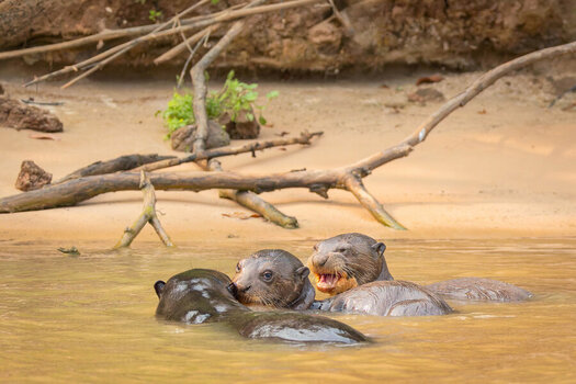 2024-09-20 094 Giant Otters.jpg