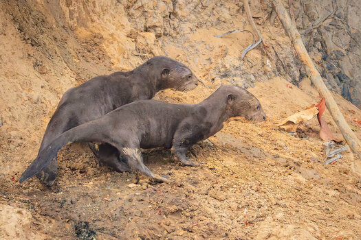 2024-09-20 085 Giant Otters.jpg